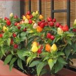 Evo kako da uzgojite paprike u saksiji: Potrebno je samo da je pripremite na ovaj način, uspijevaju svima