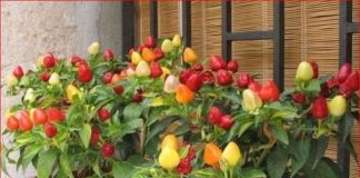 Evo kako da uzgojite paprike u saksiji: Potrebno je samo da je pripremite na ovaj način, uspijevaju svima