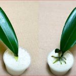 SVE ŠTO VAM TREBA JE PIRINAČ: Listovi orhideje odmah se ukorijene i cvjetaju tokom cijele godine!