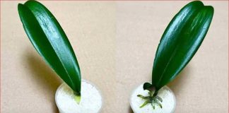 SVE ŠTO VAM TREBA JE PIRINAČ: Listovi orhideje odmah se ukorijene i cvjetaju tokom cijele godine!