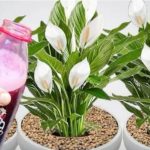 SAMO 1 B0CA ČINI DA EKSPLODIRA S TOLIKO CVATNJE (Bilo Koja Biljka)