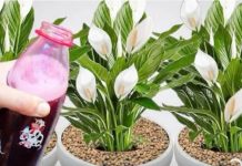 SAMO 1 B0CA ČINI DA EKSPLODIRA S TOLIKO CVATNJE (Bilo Koja Biljka)