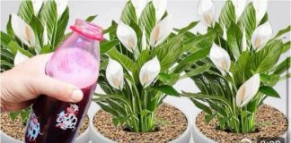 SAMO 1 B0CA ČINI DA EKSPLODIRA S TOLIKO CVATNJE (Bilo Koja Biljka)