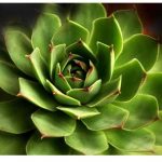 Ljekoviti Med od Čuvarkuće: Kako ga Napraviti i Koristiti