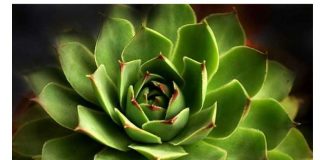 Ljekoviti Med od Čuvarkuće: Kako ga Napraviti i Koristiti