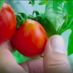 Kako zimi uzgojiti svježe povrće u stanu (FOTO)