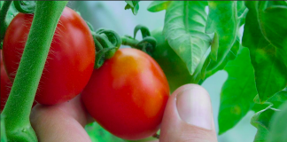 Kako zimi uzgojiti svježe povrće u stanu (FOTO)