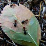 Riješite se mrava uz ove trikove