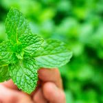 Prirodna Alternativa Morfiju s Izuzetnom Sposobnošću Ublažavanja Boli!