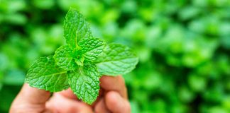 Prirodna Alternativa Morfiju s Izuzetnom Sposobnošću Ublažavanja Boli!