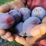 Zašto je dobro da stariji od 60 godina jedu šljive