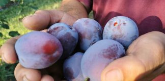 Zašto je dobro da stariji od 60 godina jedu šljive