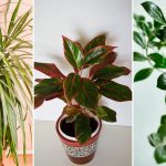 Dodajte malu količinu ovog sastojka u posudu i vaše će sobne biljke napredovati kao nikada prije: RAST ĆE KAO LUDE!