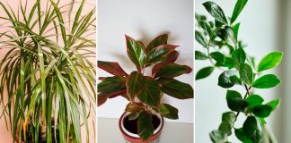 Dodajte malu količinu ovog sastojka u posudu i vaše će sobne biljke napredovati kao nikada prije: RAST ĆE KAO LUDE!