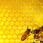 Kako pravilno konzumirati med i iskoristiti sve njegove prednosti?