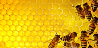 Kako pravilno konzumirati med i iskoristiti sve njegove prednosti?