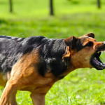 Zašto Psi Laju na Određene Ljude: Nevjerovatna Otkrivenja o Njihovom Instinktu