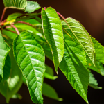POTOPITE OVO LIŠĆE U PIVO I SKUHAJTE: Za izbacivanja pijeska iz mokraćnih kanala, protiv hroničnog kašlja i bubrežnih bolesti