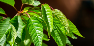 POTOPITE OVO LIŠĆE U PIVO I SKUHAJTE: Za izbacivanja pijeska iz mokraćnih kanala, protiv hroničnog kašlja i bubrežnih bolesti