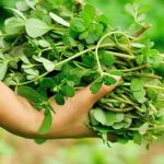 SVUDA RASTE, SVI JE ČUPAMO I BACAMO: Ova biljka može da vas izliječi od glave do pete, a nije korov…