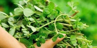 SVUDA RASTE, SVI JE ČUPAMO I BACAMO: Ova biljka može da vas izliječi od glave do pete, a nije korov…