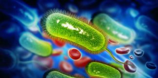 Prirodni Saveznik u Borbi Protiv Heliko Bakterije i Karcinoma Želuca