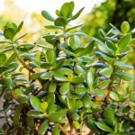 Drvo novca će rasti i cvetati kao ludo: SIPAJTE MEŠAVINU OVA 2 JEFTINA SASTOJKA i gledajte kako se dešava čudo!