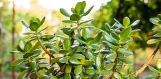 Drvo novca će rasti i cvetati kao ludo: SIPAJTE MEŠAVINU OVA 2 JEFTINA SASTOJKA i gledajte kako se dešava čudo!