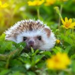 Ako vam se u dvorištu pojavio jež, možete mirno spavati!