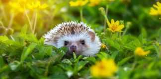 Ako vam se u dvorištu pojavio jež, možete mirno spavati!