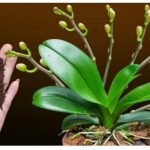 Dovoljna je žličica JEDNA: Orhideja će za nekoliko dana čudesno donijeti mnogo cvjetova!