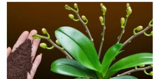 Dovoljna je žličica JEDNA: Orhideja će za nekoliko dana čudesno donijeti mnogo cvjetova!