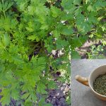 Peršun i soda bikarbona garantuju rezultat: Vitko tijelo i odličan holesterol