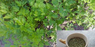 Peršun i soda bikarbona garantuju rezultat: Vitko tijelo i odličan holesterol