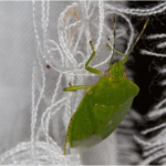 SMRDIBUBE SE UŽASNO PLAŠE JEDNE STVARI: Samo stavite ovo i BJEŽAT ĆE OD VAŠE KUĆE