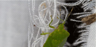 SMRDIBUBE SE UŽASNO PLAŠE JEDNE STVARI: Samo stavite ovo i BJEŽAT ĆE OD VAŠE KUĆE