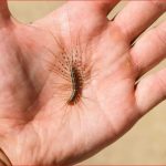 VEĆ SU SVUDA! AKO VIDITE OVU BUBU NA ZIDU, NI SLUČAJNO JE NE UBIJAJTE: Jezive su, ali ukazuju na jedan veliki problem koji imate u kući