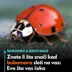 Znate li šta znači kad bubamara sleti na vas: Evo šta vas čeka