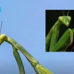 Kada BOGOMOLJKA uđe u vašu kuću, to znači SAMO JEDNO: Njeno prisustvo nosi važnu poruku, evo i koju