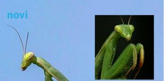 Kada BOGOMOLJKA uđe u vašu kuću, to znači SAMO JEDNO: Njeno prisustvo nosi važnu poruku, evo i koju