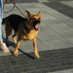Evo kako psi prepoznaju lošu osobu: Dovoljan im je samo 1 znak i odmah osete kada neko ima zlo u sebi