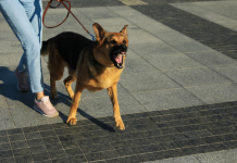 Evo kako psi prepoznaju lošu osobu: Dovoljan im je samo 1 znak i odmah osete kada neko ima zlo u sebi