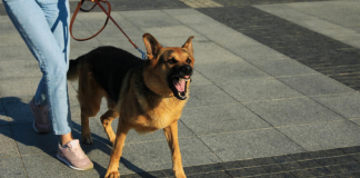 Evo kako psi prepoznaju lošu osobu: Dovoljan im je samo 1 znak i odmah osete kada neko ima zlo u sebi