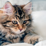 Mačka je pravi lijek za čoveka: 7 bolesti koje samo ona može da izliječi