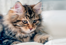 Mačka je pravi lijek za čoveka: 7 bolesti koje samo ona može da izliječi