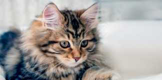 Mačka je pravi lijek za čoveka: 7 bolesti koje samo ona može da izliječi