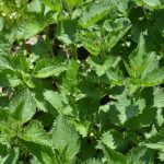 Sirup od koprive i mente sa medom – recept Sirup od koprive i mente sa medom – recept - featured image