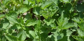 Sirup od koprive i mente sa medom – recept Sirup od koprive i mente sa medom – recept - featured image