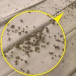 Jutros sam, točno ispod muževog jastuka, na zaštiti madraca, pronašla ove sitne smeđe mrvice 😲 Jutros sam, točno ispod muževog jastuka, na zaštiti madraca, pronašla ove sitne smeđe mrvice 😲 - featured image