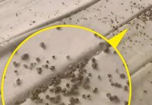 Jutros sam, točno ispod muževog jastuka, na zaštiti madraca, pronašla ove sitne smeđe mrvice 😲 Jutros sam, točno ispod muževog jastuka, na zaštiti madraca, pronašla ove sitne smeđe mrvice 😲 - featured image